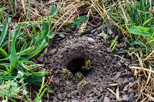 A close-up view of a circular ground nest opening in a yard surrounded by green and dry grass, with several yellowjacket wasps crawling around the entrance of the hole.